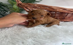 Caniche Toy perros en venta: CANICHE MINI TOY MACHO - Imagen 9