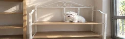 Bichón Maltés perros en venta: Bichon maltés línea coreana en Alicante - Anuncio 2
