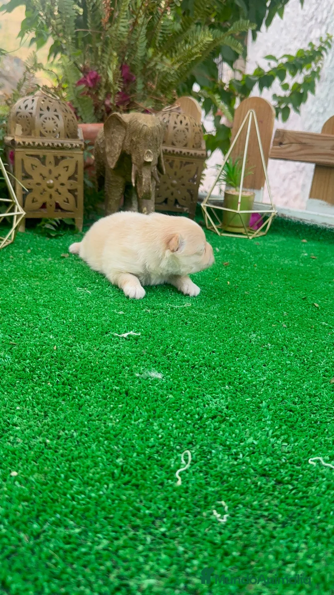 Pomerania perros en venta: Luli de pomerania macho Toy crema disponible  - Anuncio 2