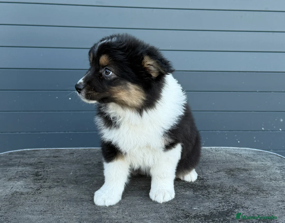 Pastor Australiano perros en venta: Pastor Australiano Tricolor  - Anuncio 4