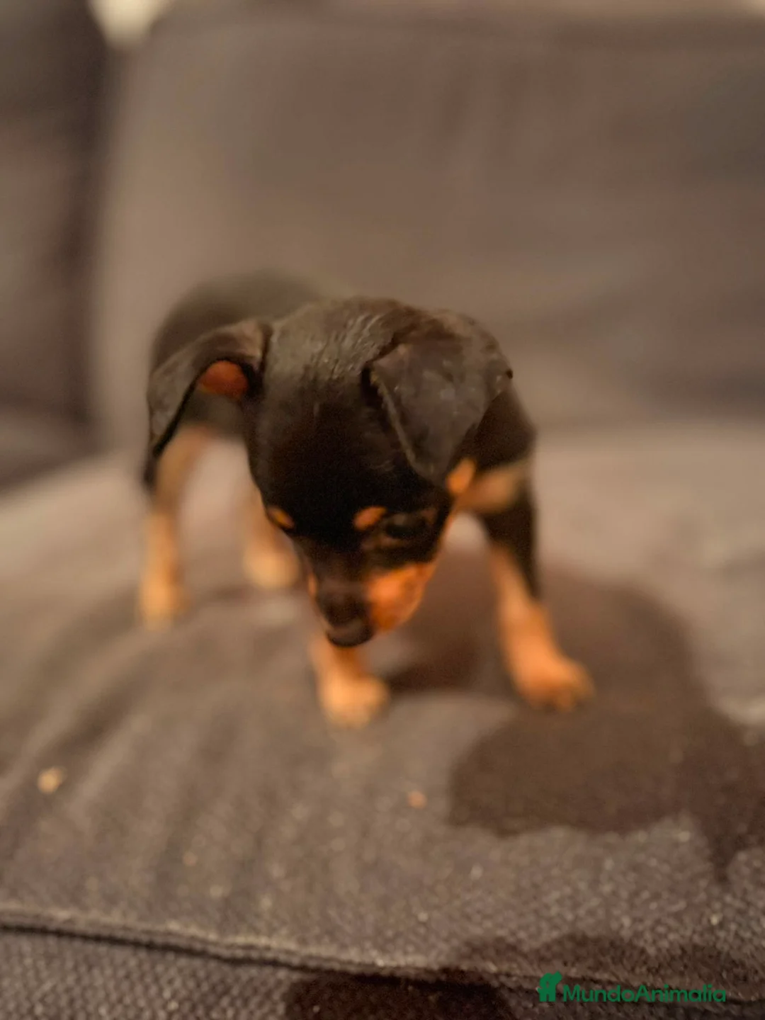 Pinscher Miniatura perros en venta: Pincher mini hembra  - Anuncio 2