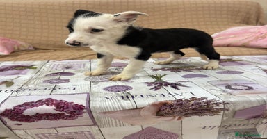 Border Collie perros - Anuncio 8
