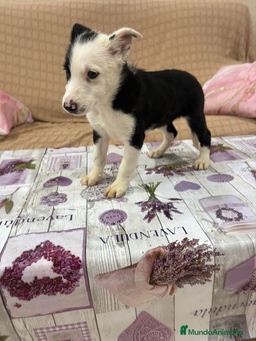 Border Collie perros en venta: Último border collie  - Imagen 7