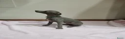Pequeño Lebrel Italiano perros en venta: Cachorro de lebrel italiano  - Anuncio 5