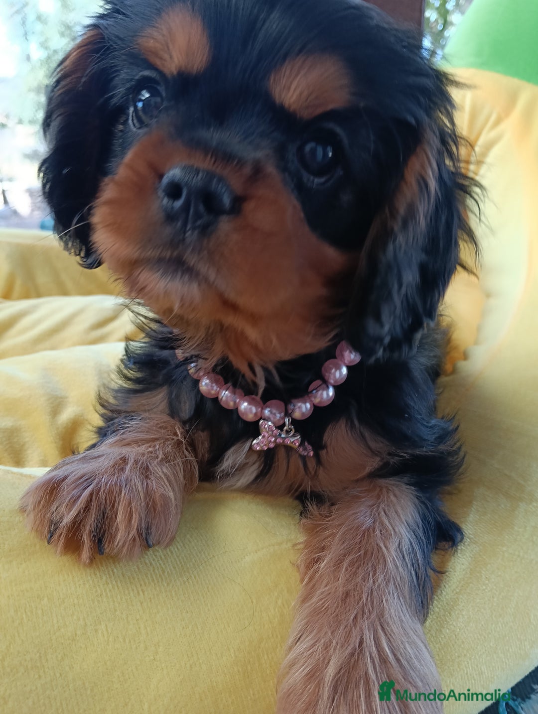 Cavalier King Charles Spaniel perros en venta: Preciosos cachorros Cavalier  - Imagen 3