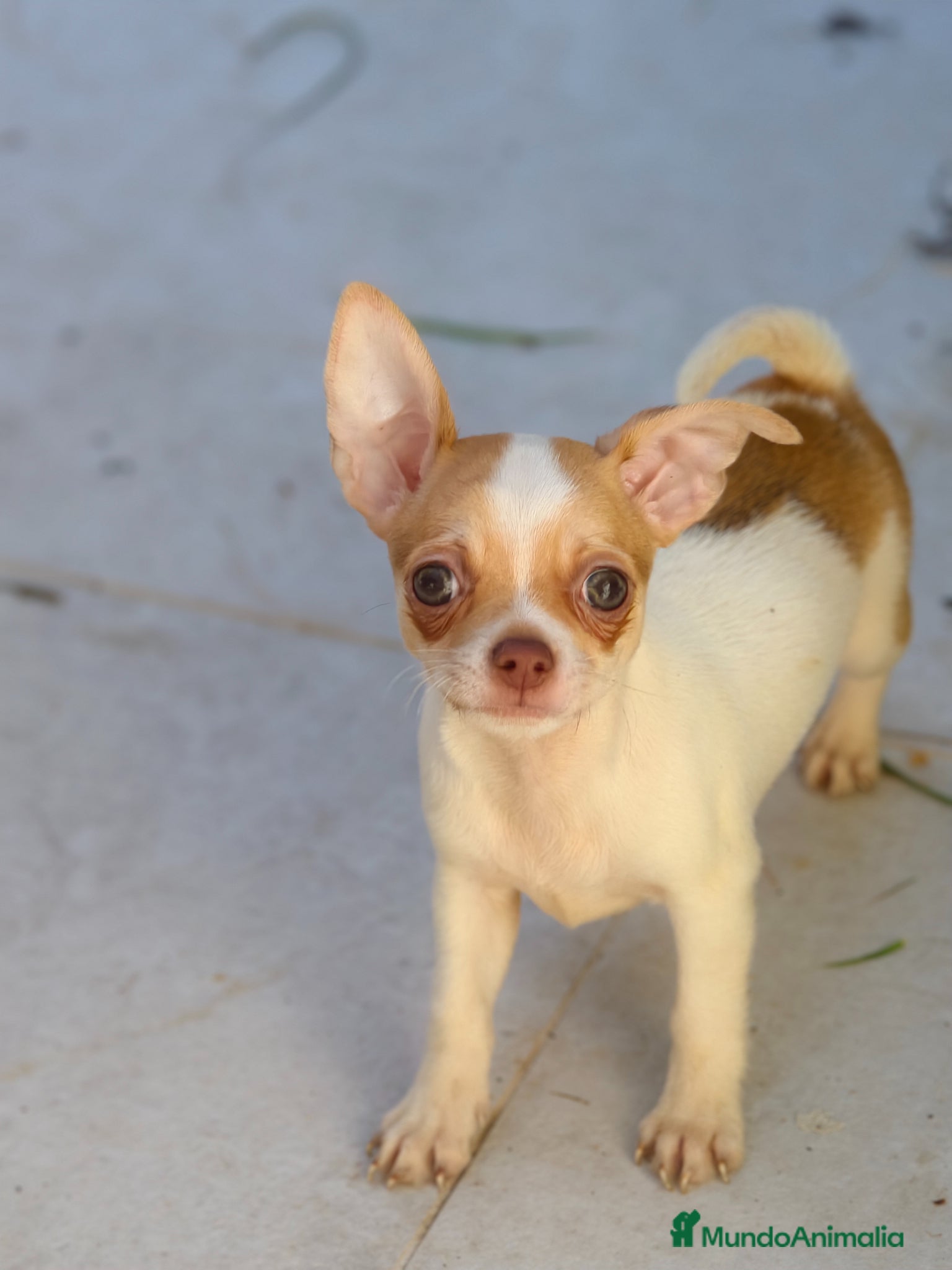 Chihuahua perros Chihuahua macho bicolor  - Anuncio 1