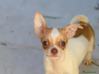 Chihuahua perros Chihuahua macho bicolor - Anuncio 1