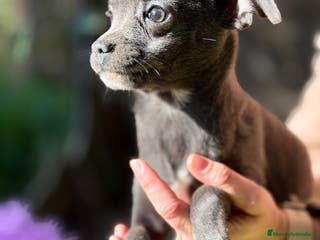 Chihuahua perros Chihuahua estándar - Anuncio 33