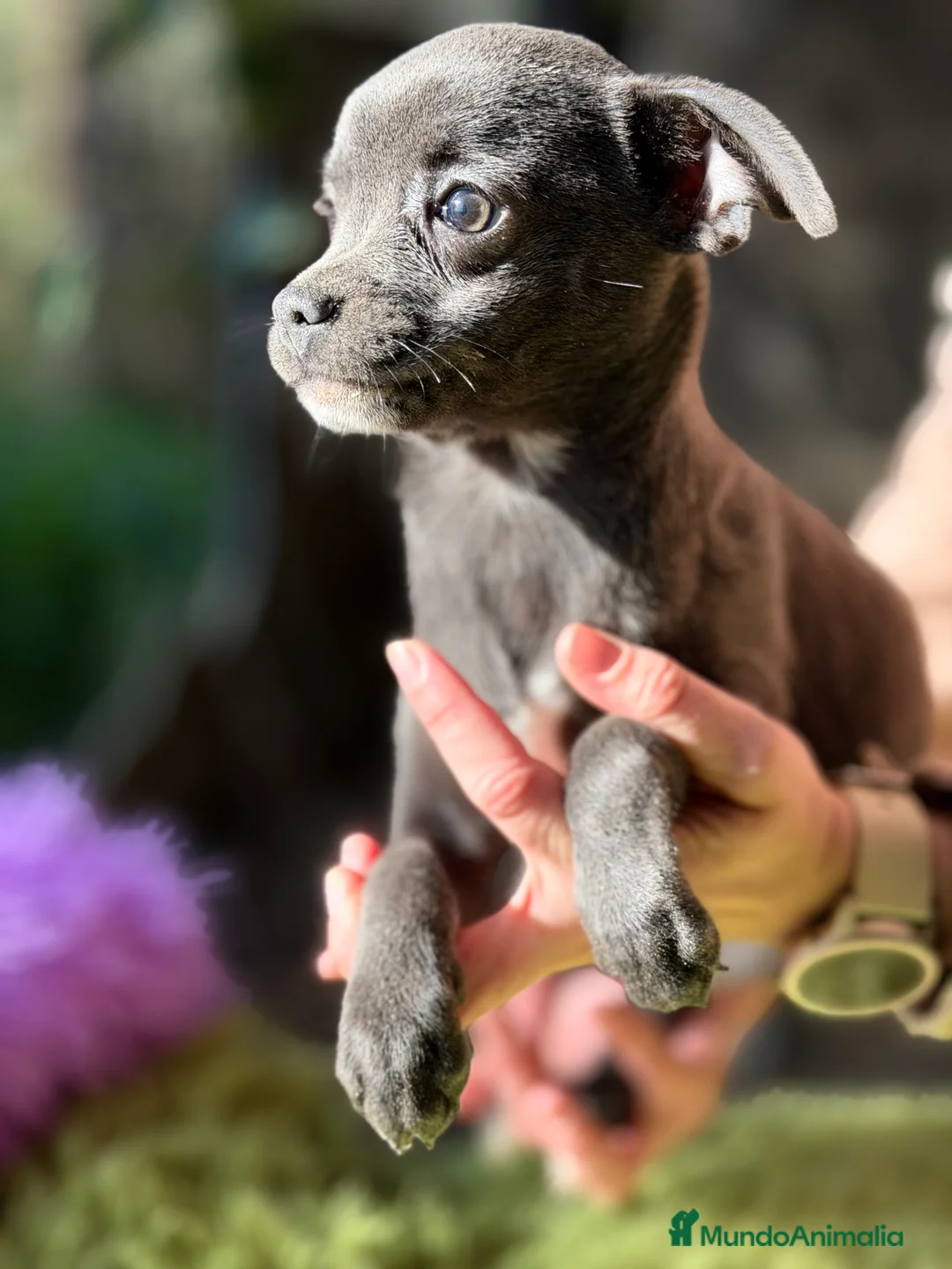 Chihuahua perros en venta: Chihuahua estándar  - Anuncio 1