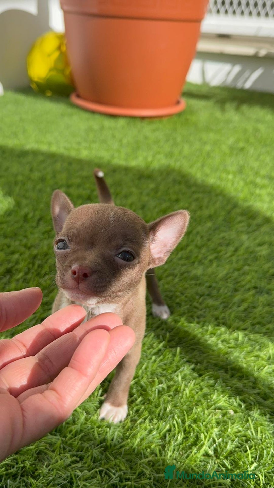 Chihuahua perros en venta: CHIHUAHUA HEMBRA - Anuncio 10