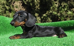 Teckel perros en venta: Teckel Negro-fuego - Imagen 3