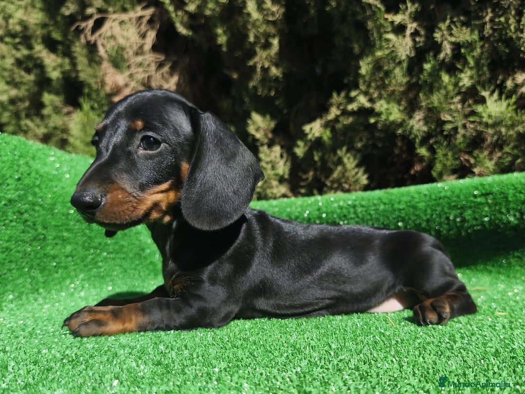 Teckel perros en venta: Teckel Negro-fuego - Imagen 3