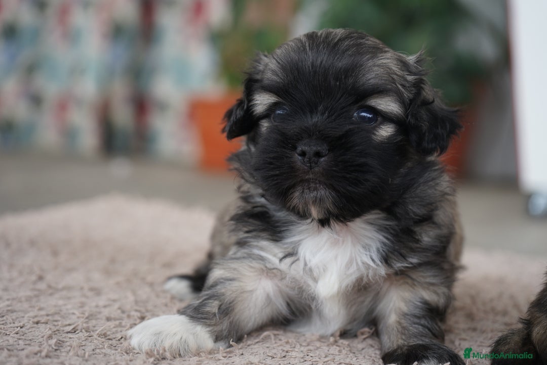 Maltipoo perros en venta: 🐾 Maxi y Boom – Maltipoo en sus primeros días 🌼 - Imagen 6