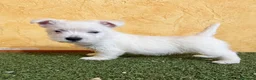 West Highland White Terrier perros en venta: Westys  - Anuncio 7