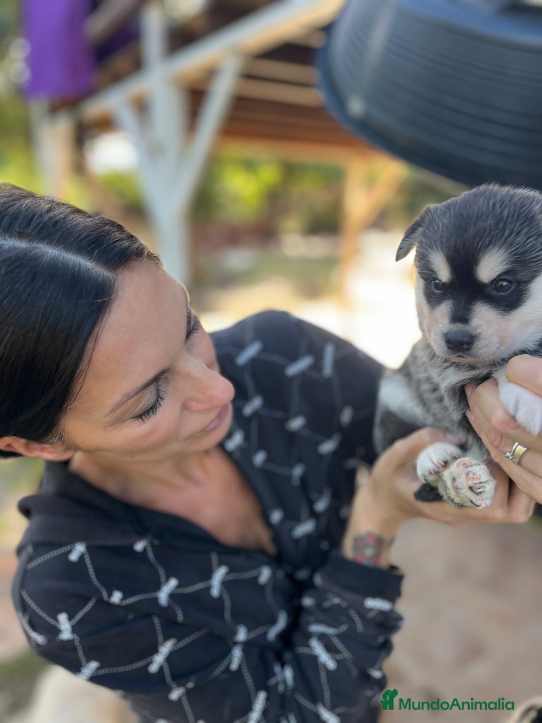 Pomsky perros en venta: Pomsky miniatura  - Imagen 1