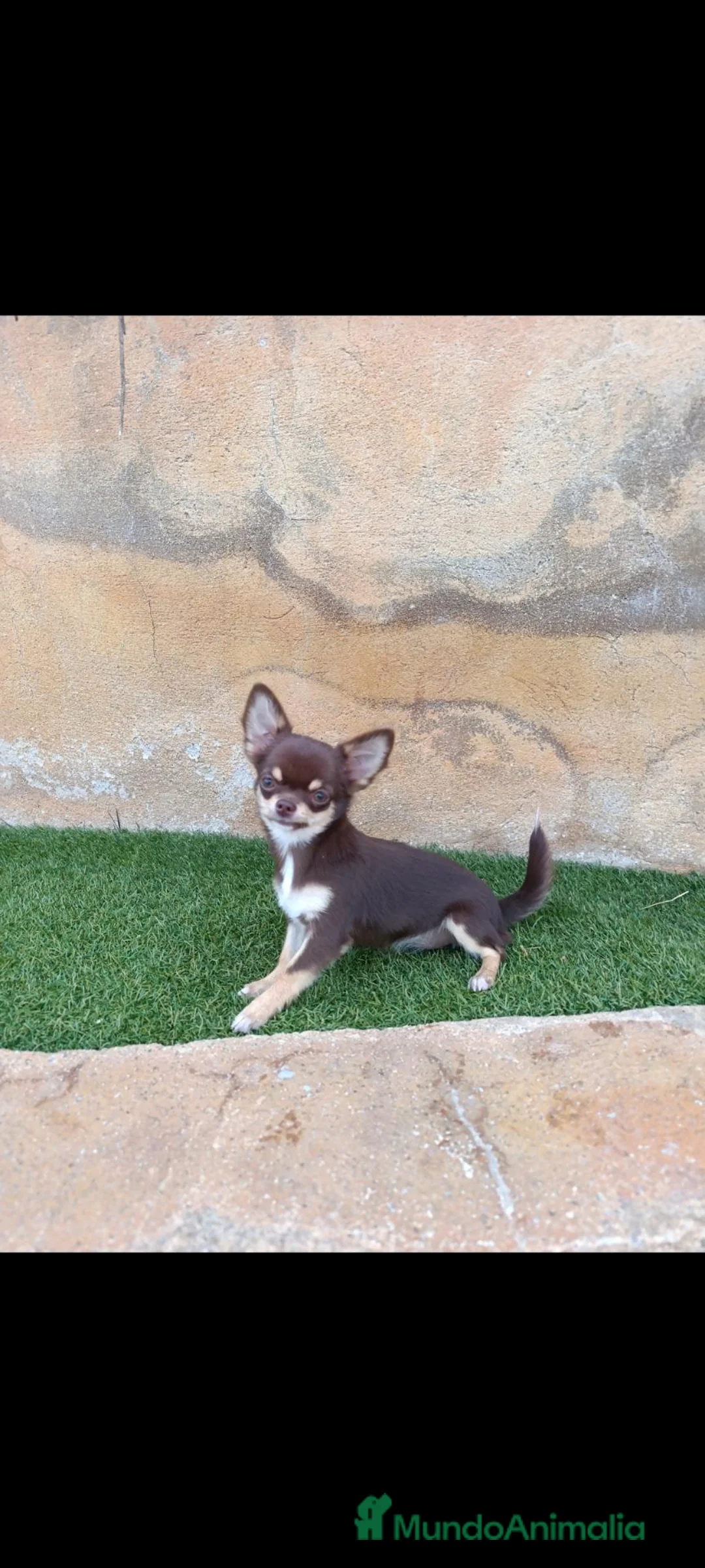 Chihuahua perros en venta: chihuahua pelo largo - Anuncio 2