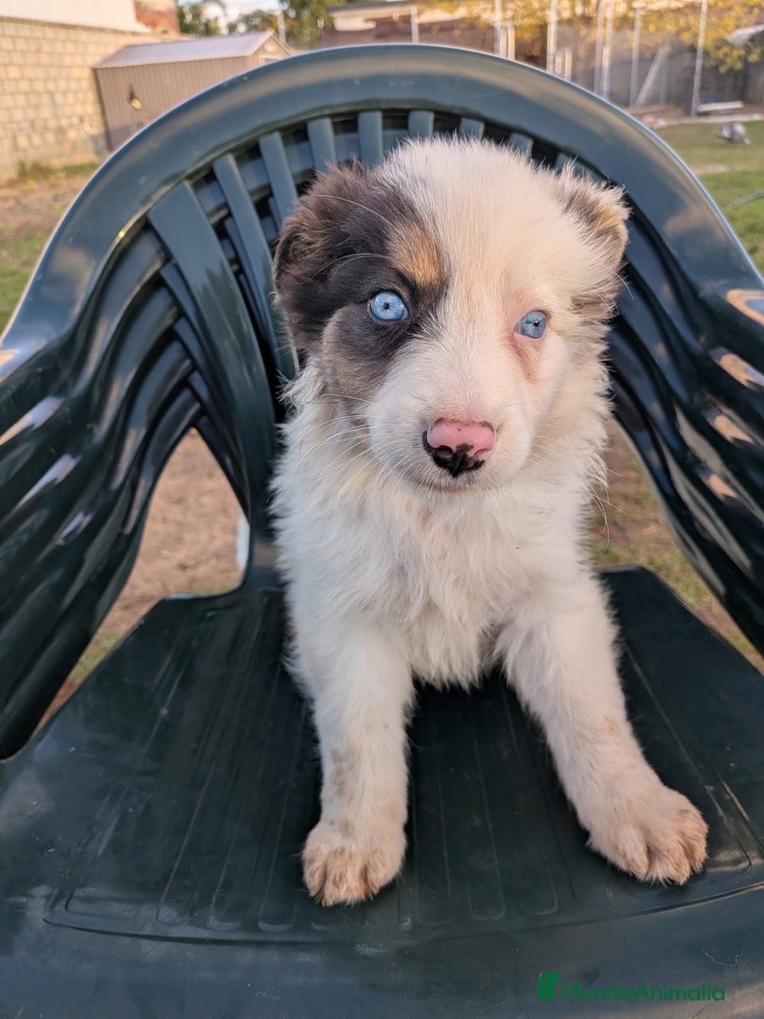 Border Collie perros en venta: BORDER COLLIE MACHO - Anuncio 6