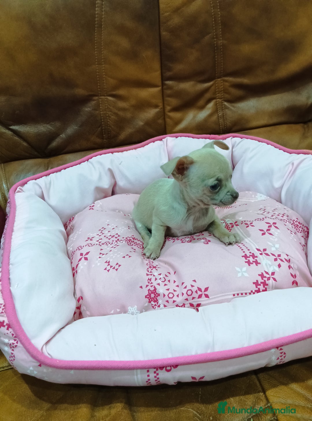 Chihuahua perros en venta: CHIHUAHUA TOY  - Anuncio 3