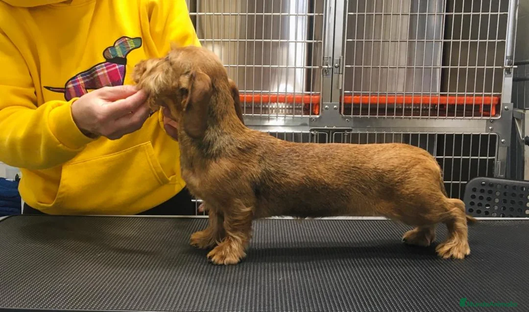 Imagen de galería {{count}}