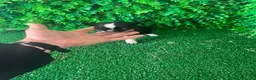 Chihuahua perros en venta: PRECIOSOS CHIHUAHUA RUSO Y ASIÁTICO - Anuncio 13