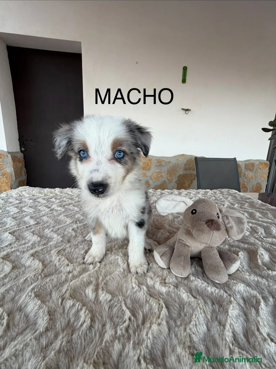 Border Collie perros en venta: BORDER COLLIE - Anuncio 2