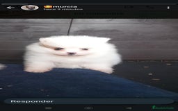 Pomerania perros en venta: Pomerania toy cara de oso - Imagen 3