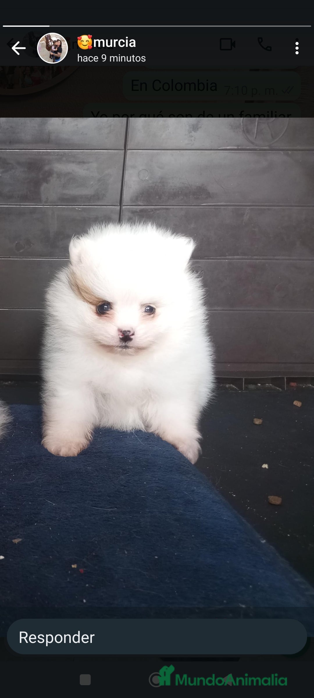 Pomerania perros en venta: Pomerania toy cara de oso - Imagen 3