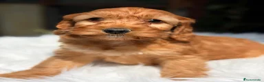 Cockapoo Cachorro 2