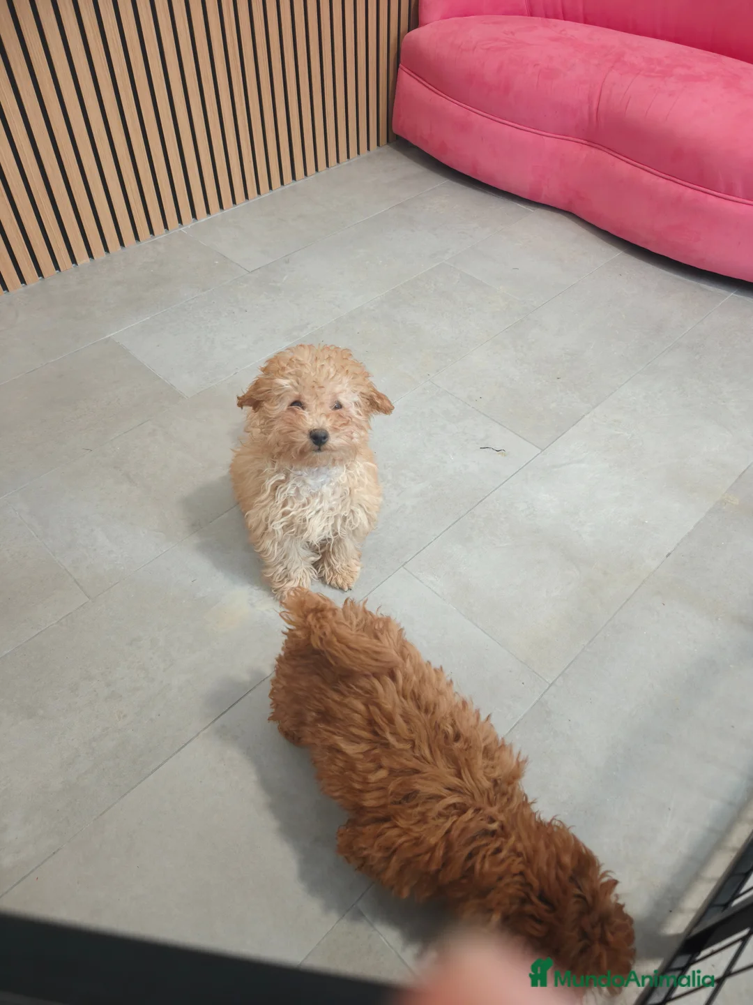 Caniche Toy perros en venta: Caniche 🐩 Toy hembra Apricot  - Anuncio 1