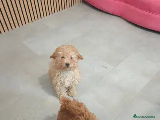Caniche Toy perros Caniche 🐩 Toy hembra Apricot - Anuncio 3