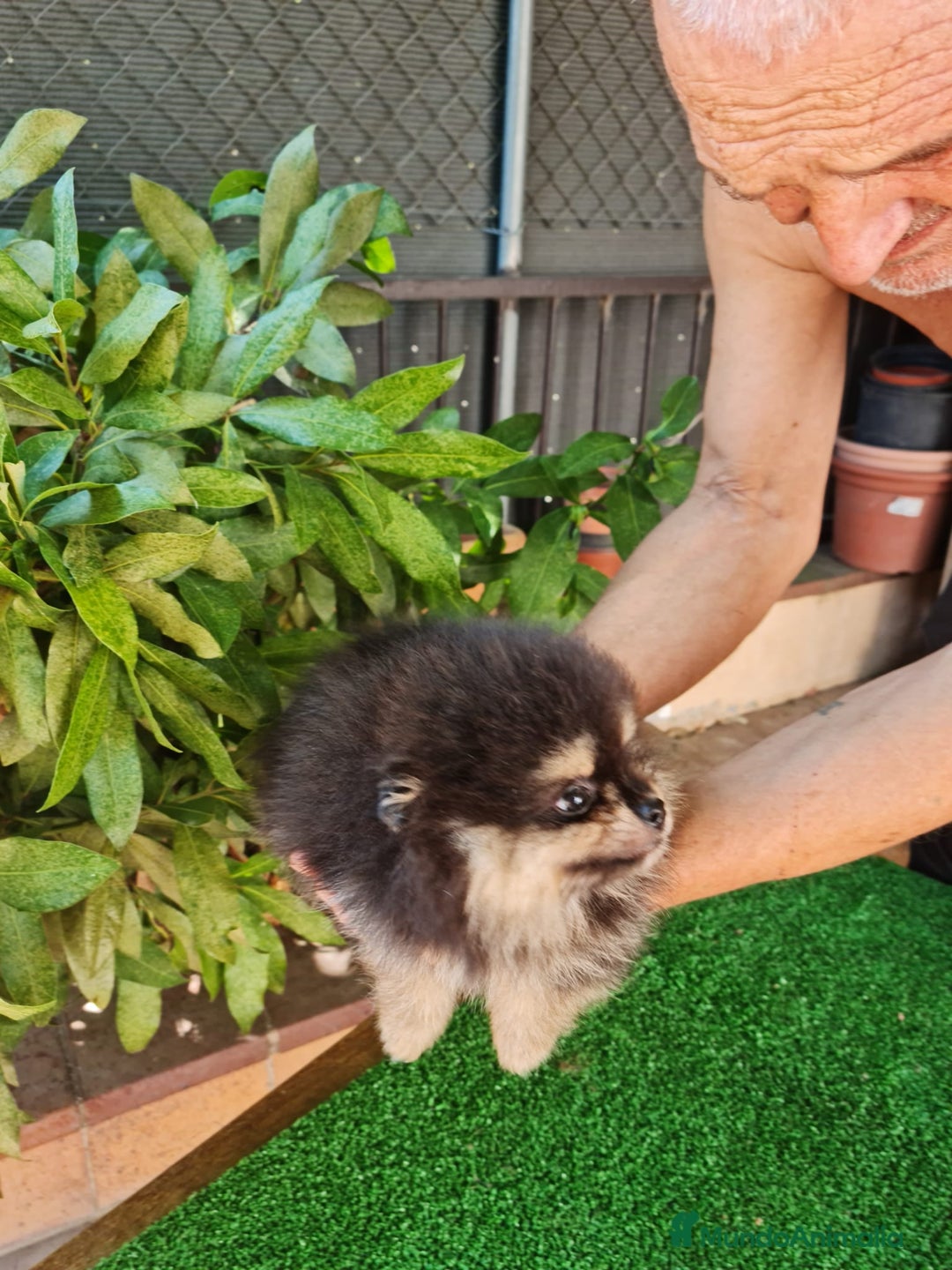Pomerania perros en venta: Pomerania Toy  - Imagen 4