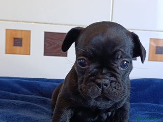 Bulldog Francés perros Bulldog Francés - Anuncio 1