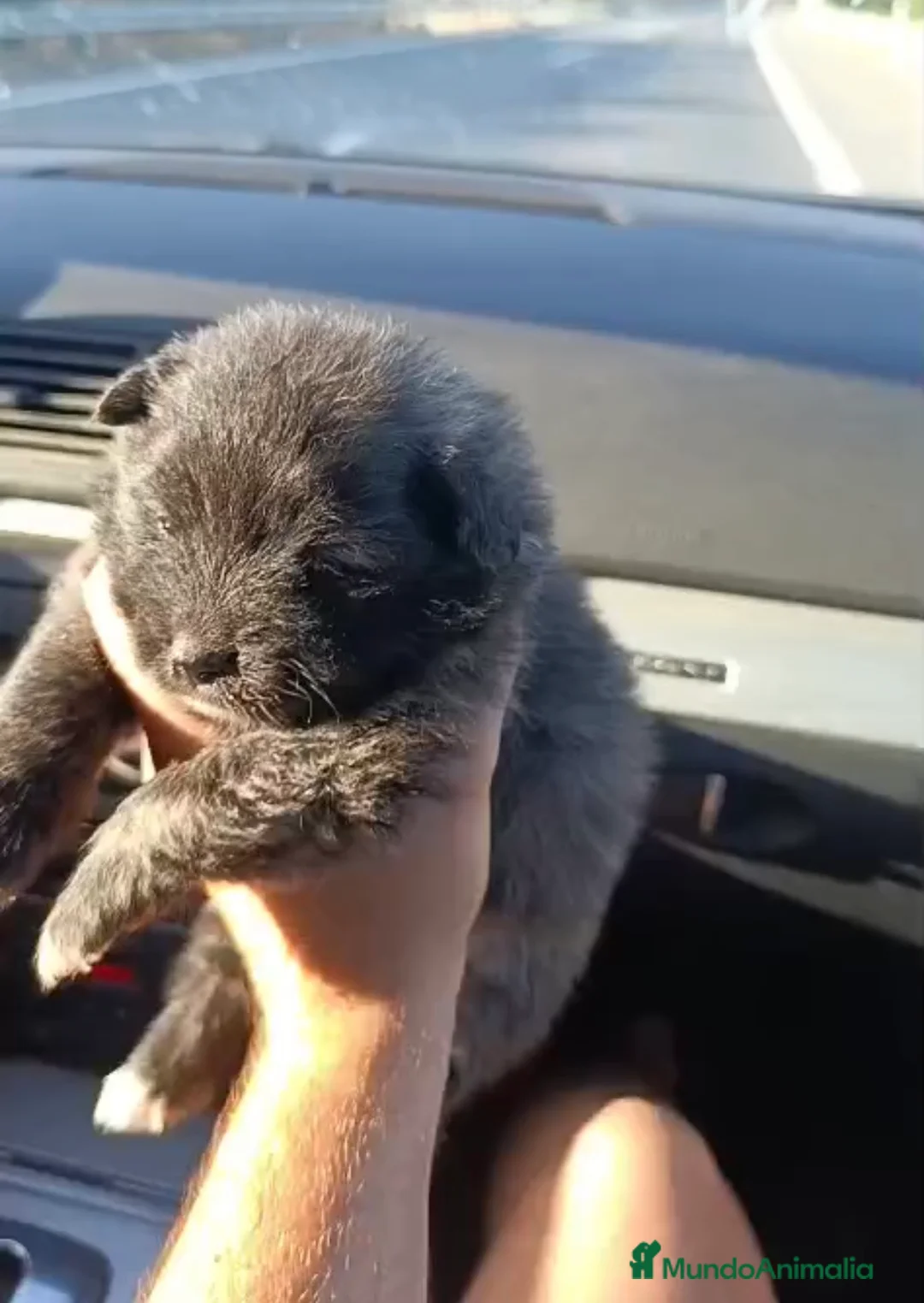 Pomerania perros en venta: Lulu de pomerania 🐶🐾 en Málaga - Anuncio 1