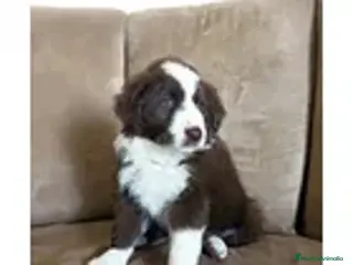 Border Collie perros border collie cachorros - Anuncio 11