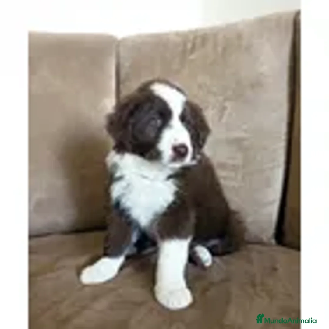 Border Collie perros en venta: border collie cachorros  - Anuncio 1