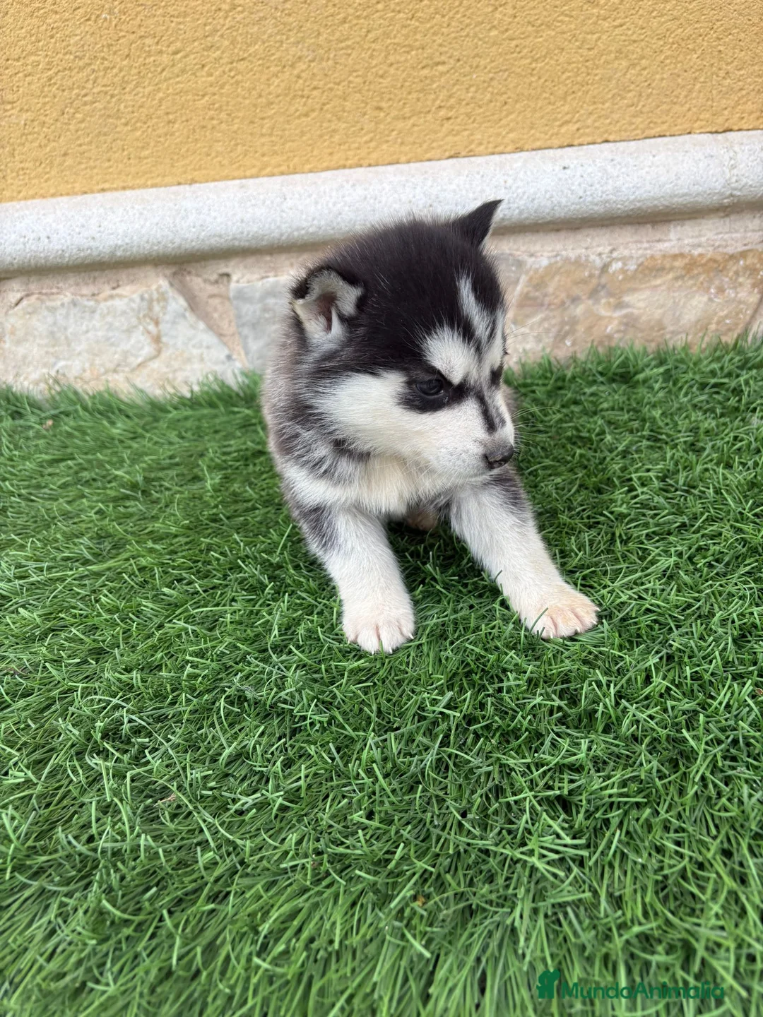 Husky Siberiano perros en venta: Husky siberiano hembra  - Anuncio 5