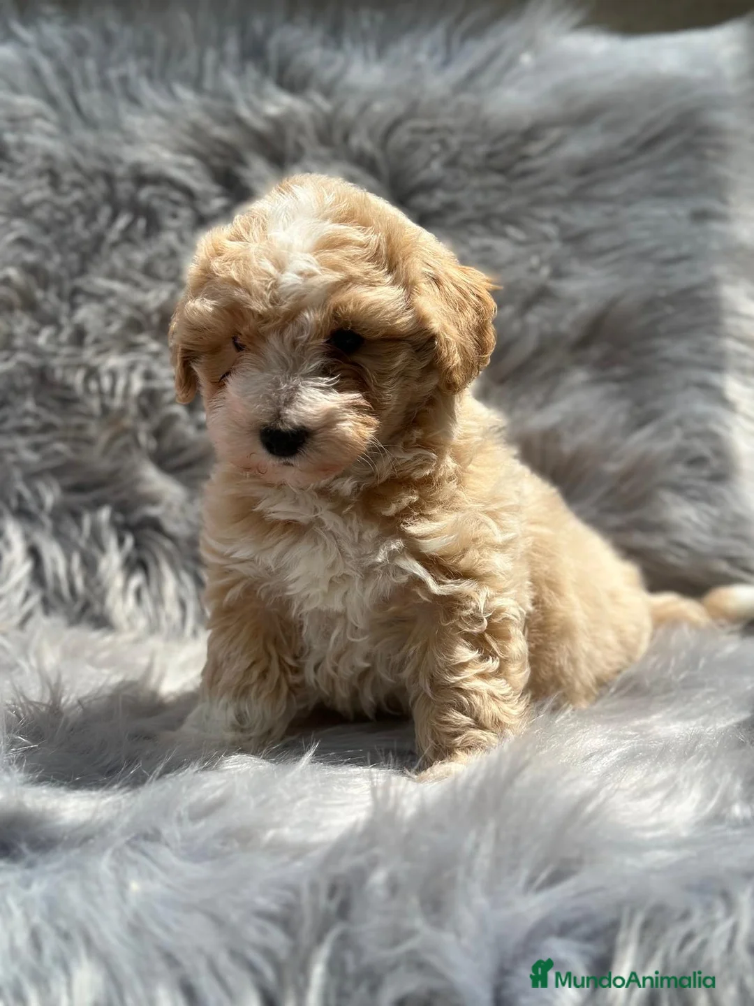 Maltipoo perros en venta: Maltipoo en Barcelona - Anuncio 4