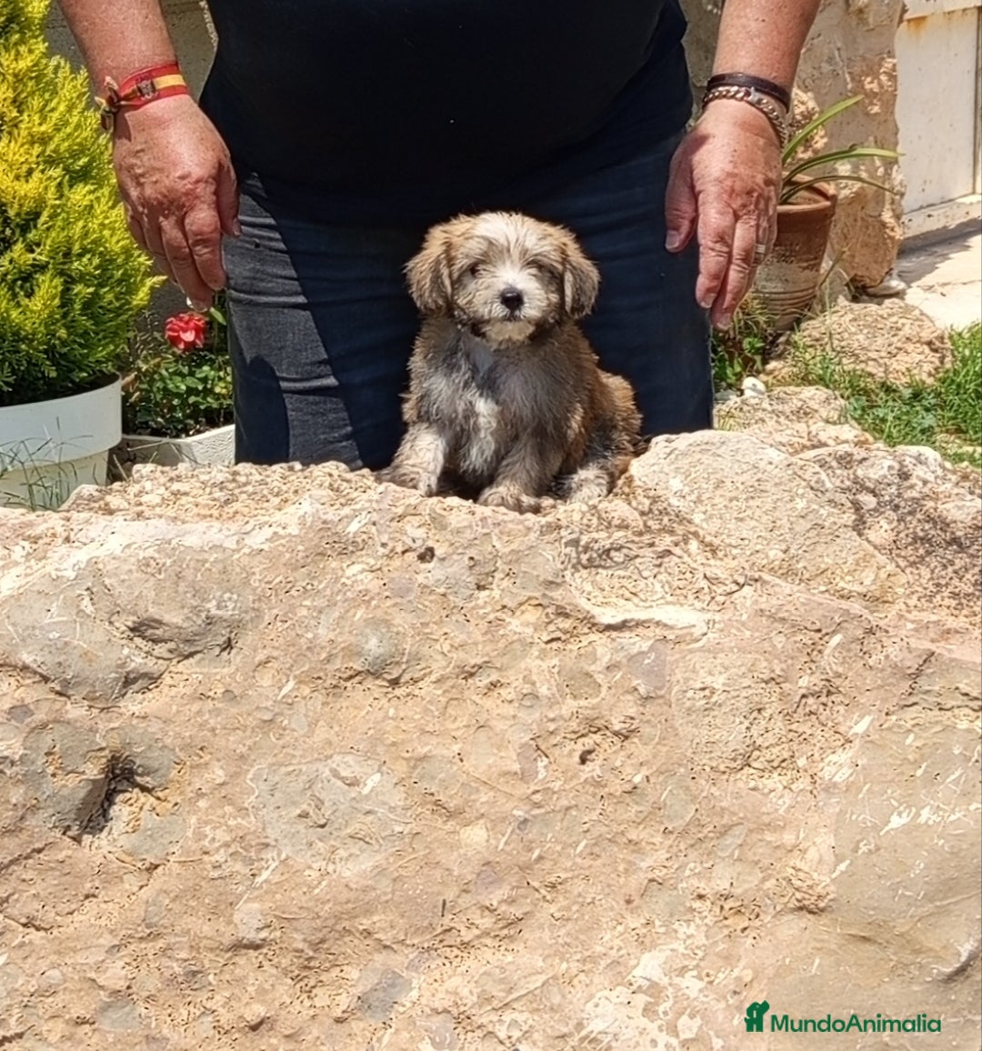 Perro Crestado Chino perros en venta: Preciosos cachorritos de raza mini - Anuncio 3