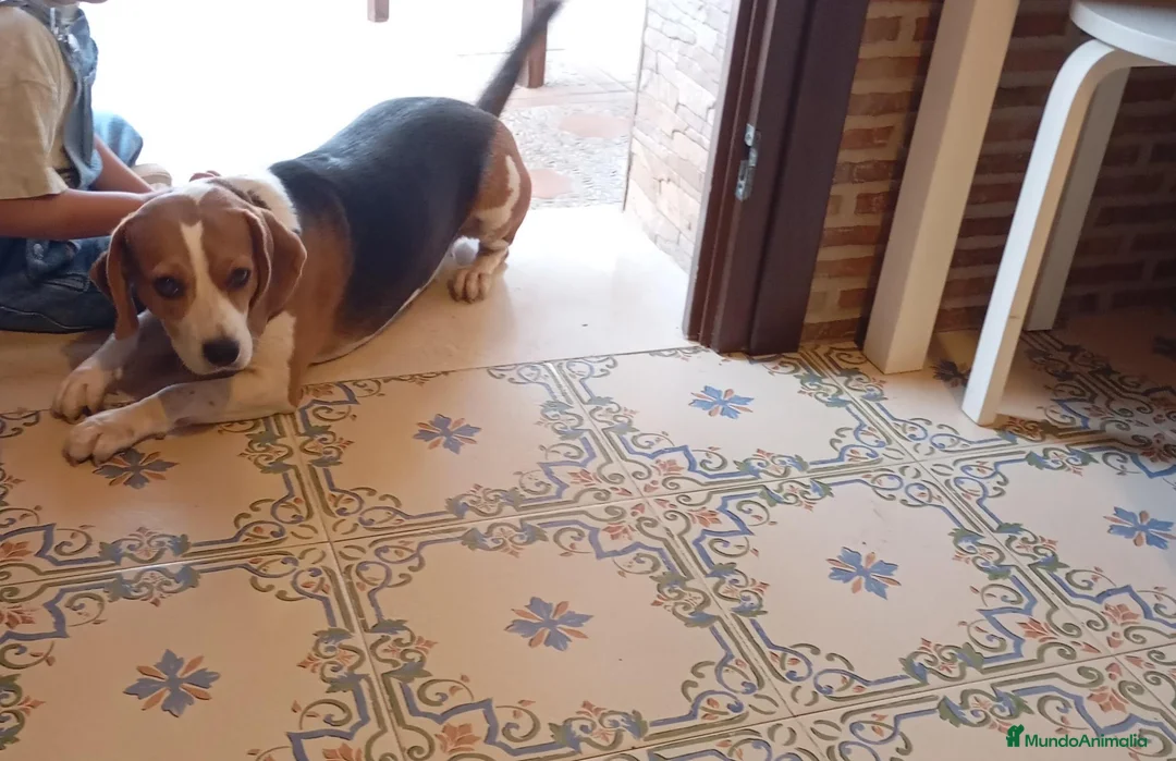 Beagle perros en venta: Beagle tricolor - Anuncio 1