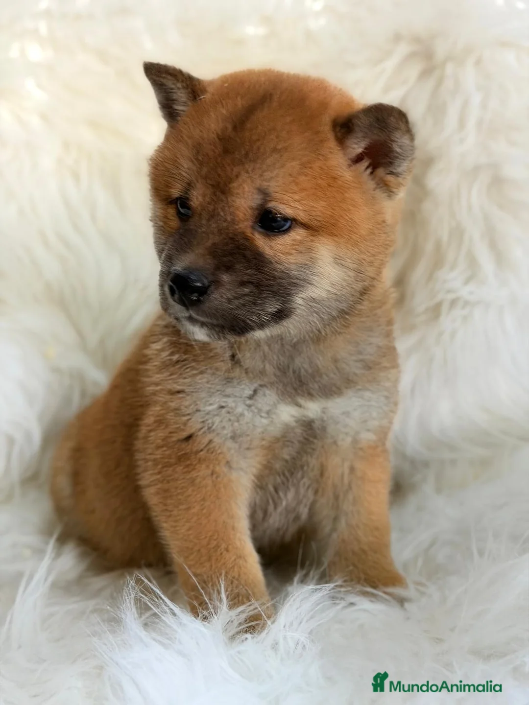 Shiba Inu perros en venta: SHIBA INU ROJO MACHO - Anuncio 3