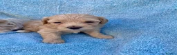 Maltipoo perros en venta: MALTIPOOS - Anuncio 5