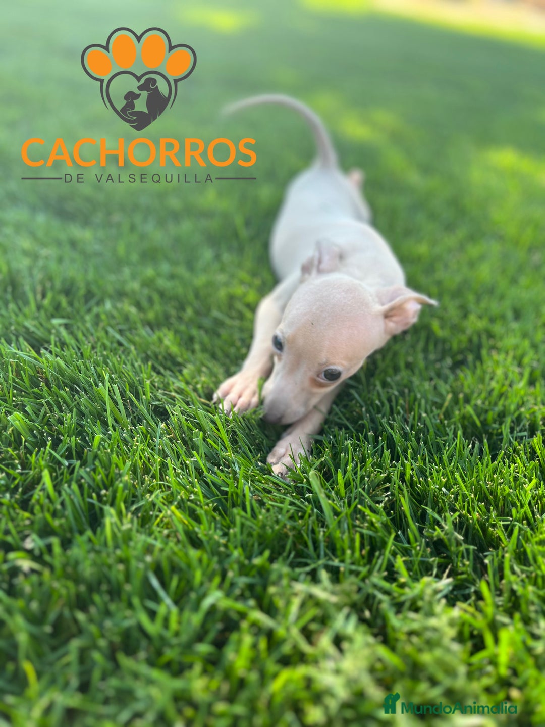 Pequeño Lebrel Italiano perros en venta: Lebrel italiano. Piccolo - Imagen 3