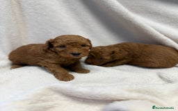 Caniche Toy perros en venta: Monísima Caniche Roja - Imagen 3