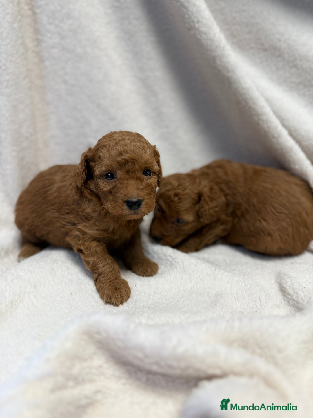 Caniche Toy perros en venta: Monísima Caniche Roja - Imagen 3