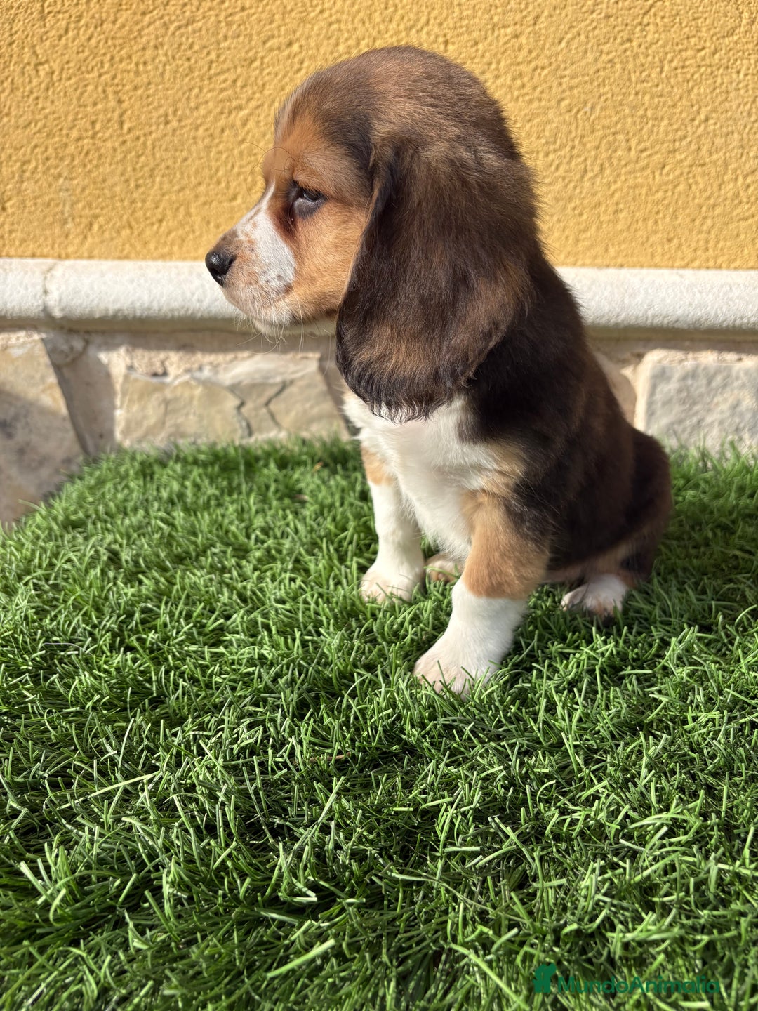 Beagle perros en venta: Espectacular cachorro de Beagle - Anuncio 6