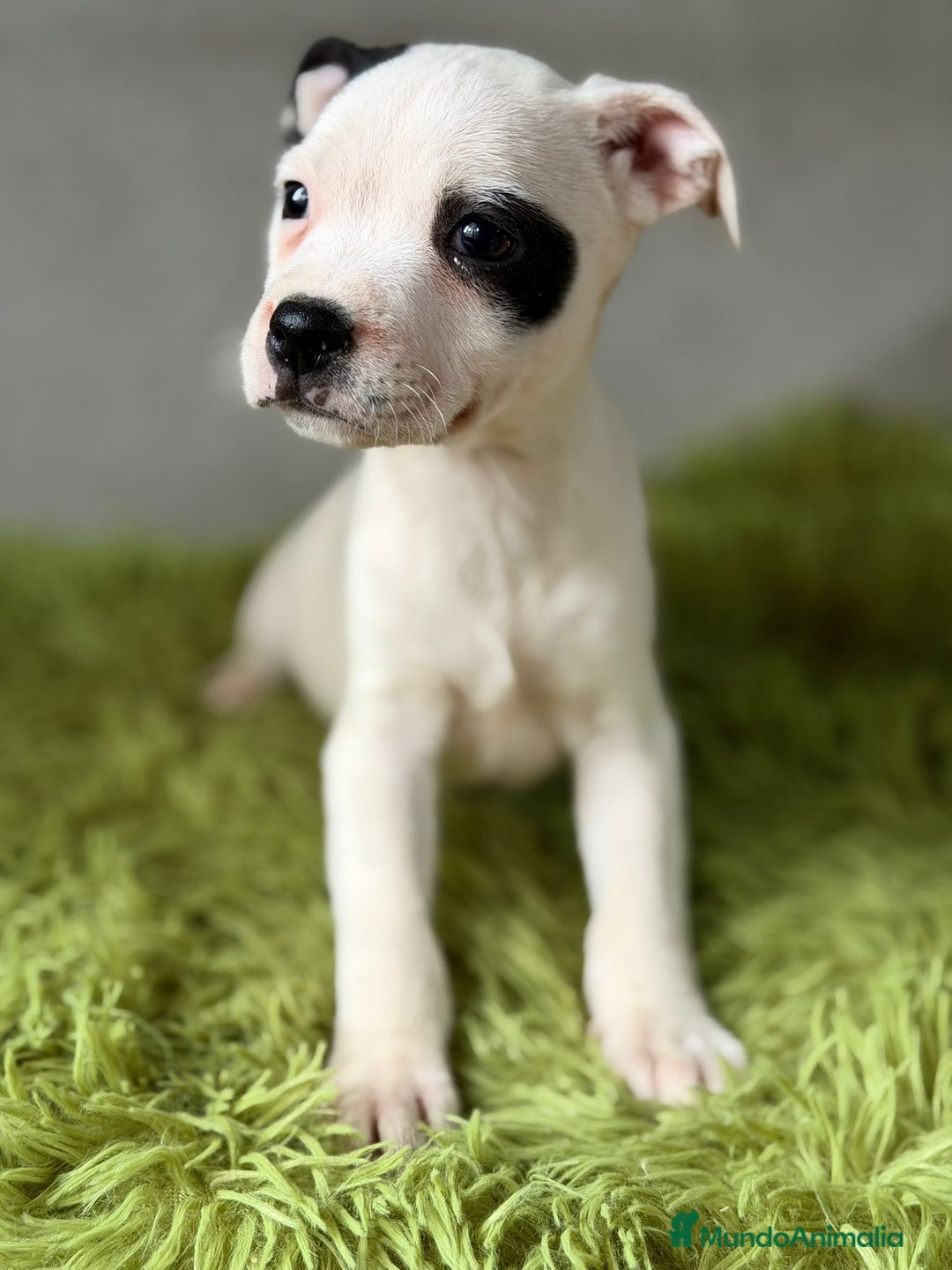 American Staffordshire-Terrier perros en venta: STANFORSHIRE BULL DISPONIBLES - Anuncio 3