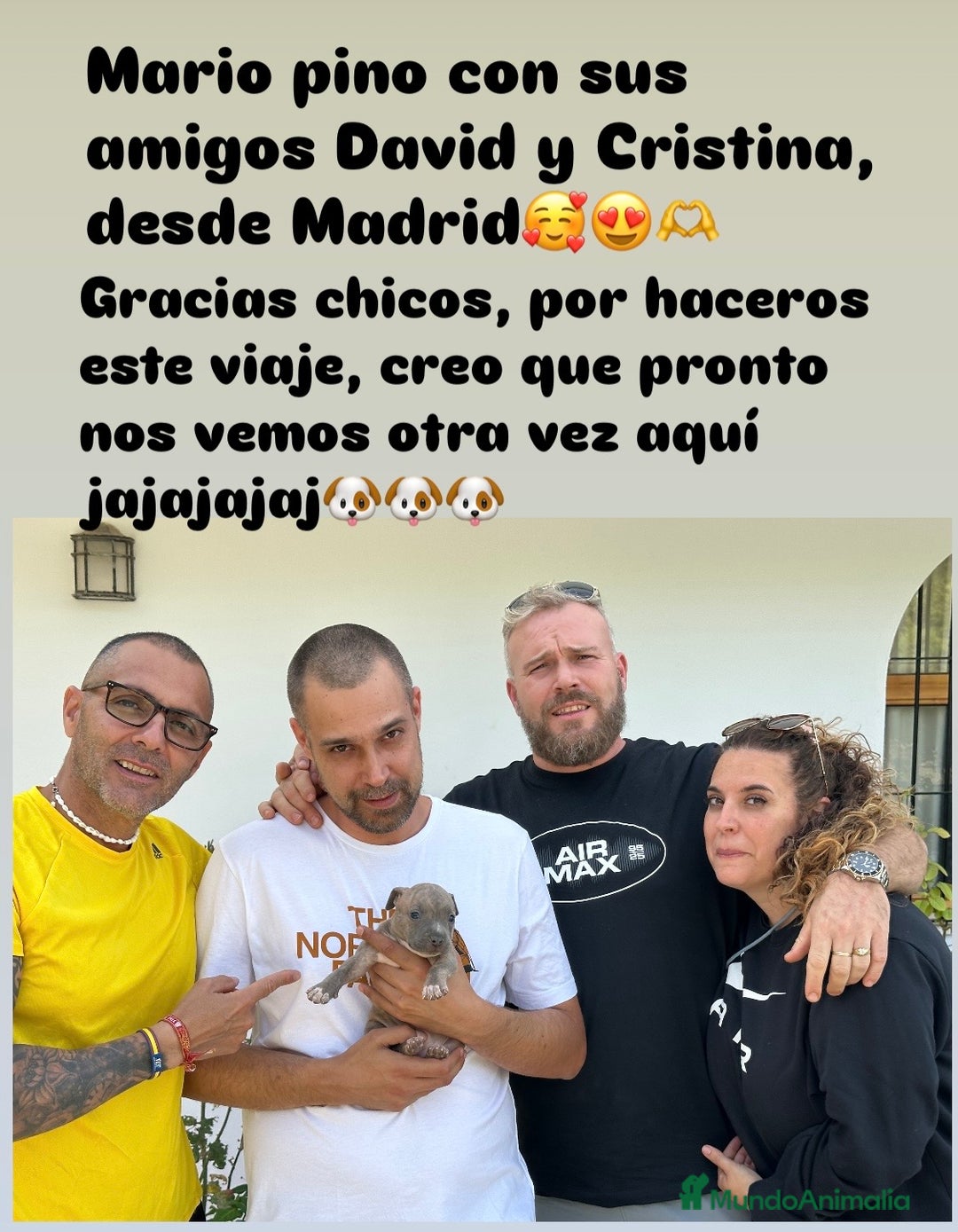 American Staffordshire-Terrier perros en venta: American Stanford (transparencia) - Anuncio 5