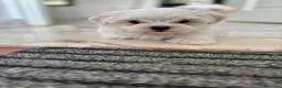 Bichón Maltés perros en venta: bichon maltes  en Barcelona - Anuncio 1