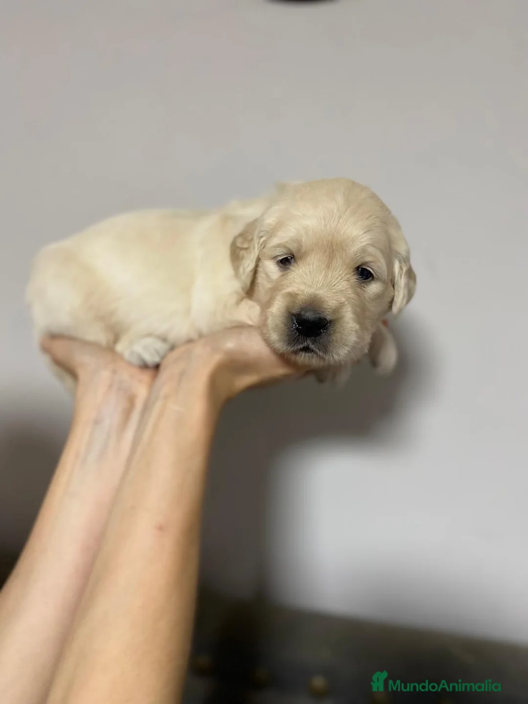 Golden Retriever perros en venta: PRECIOSOS CACHORROS GOLDEN RETRIEVER - Anuncio 2