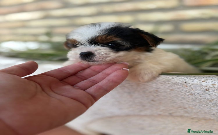 Yorkshire Terrier perros - Anuncio 4